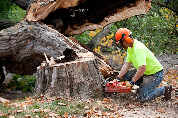 How Our Tree Care Process Works  in  Talladega, AL